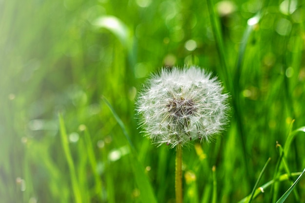 斑入りの草の背景に白いふわふわタンポポ