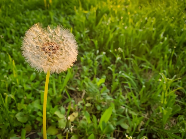 White fluffy dandelion flower on green grass background