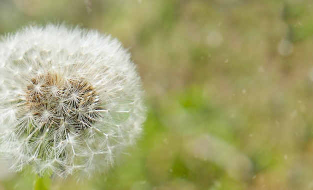 写真 白いふわふわタンポポの花夏の緑の背景