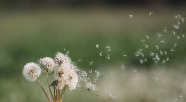 White fluffy dandelion flowers Meadow of dandelions dandelion seeds closeup