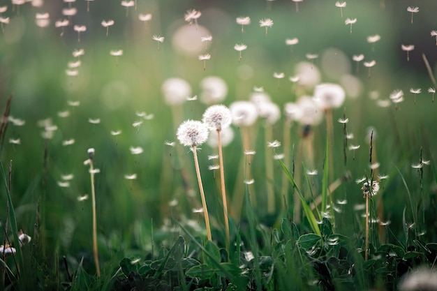 white fluffy dandelion flowers on a meadow in summer nature close-up with flying parachutes