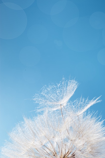 파란색 배경에 햇빛에 하얀 솜털 민들레 파리 씨앗이 있는 밝고 맑은 꽃이 닫힙니다.