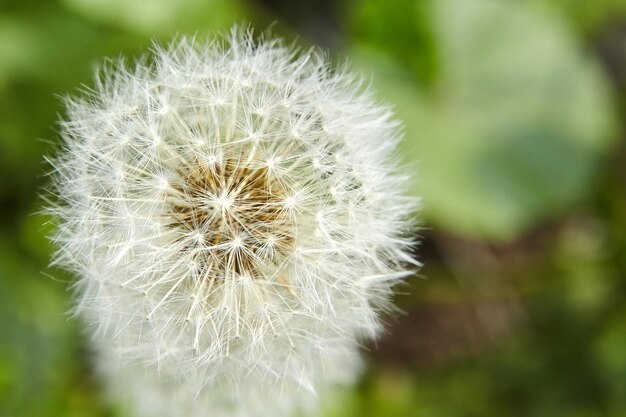 写真 白いふわふわのダンドレオンの春の花