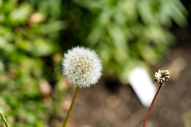 Белый пушистый одуванчик Taraxacum officinale на зеленом и коричневом размытом фоне