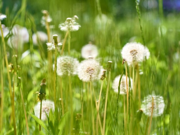 White fluffy dandelions in bloom.