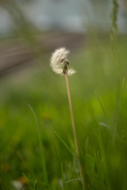 緑の草のマクロ写真で芝生の上に成長している白いふわふわタンポポタンポポの種