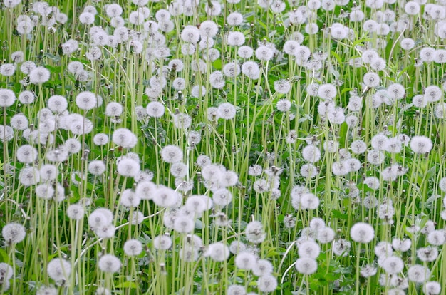 White fluffy dandelions flower in green field, natural