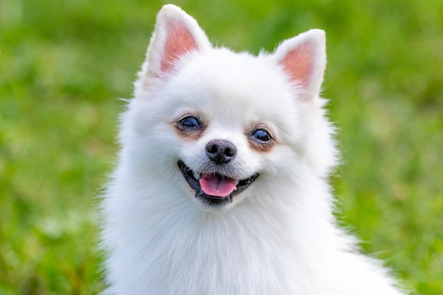 ぼやけた背景に白いふわふわの犬種スピッツをクローズアップ、小さなかわいい犬の肖像画