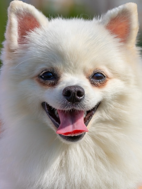 Белая пушистая собака породы шпиц на размытом фоне крупным планом, портрет маленькой милой собаки