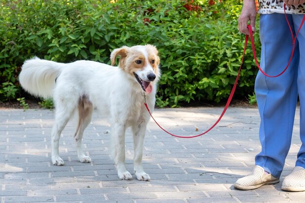 White fluffy dog walking in the park close up