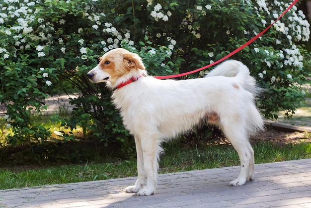 White fluffy dog walking in the park