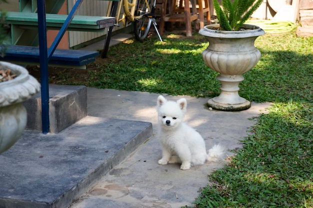 White fluffy fur small dog