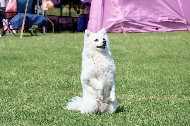 A white fluffy Japanese pomeranian sits on the grass on its hind legs