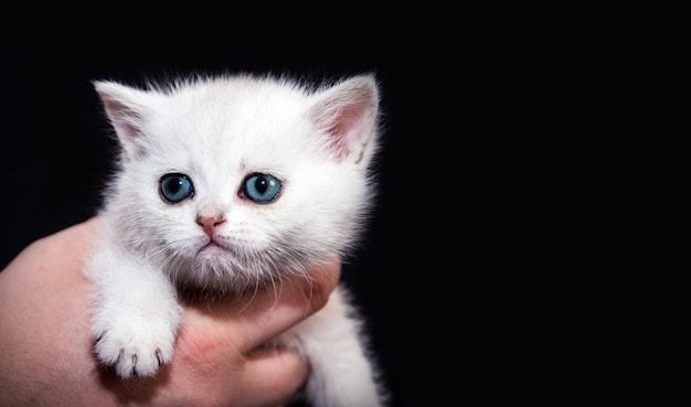 Фото Белый пушистый котенок на руках.