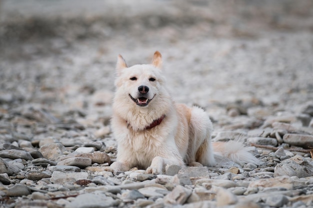 White fluffy large mongrel lies on rocky bank of river and looks carefully ahead