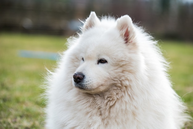 白いふわふわの古いサモエド犬のクローズアップの肖像画