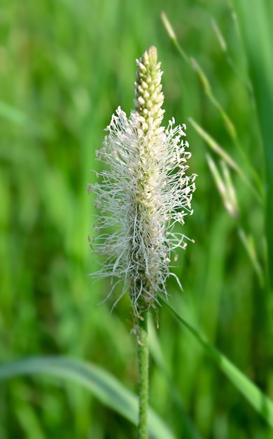 写真 緑の芝生の背景に白いふわふわ植物