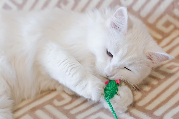 白いふわふわ純血種の猫がおもちゃのクローズアップペットと遊んでいます