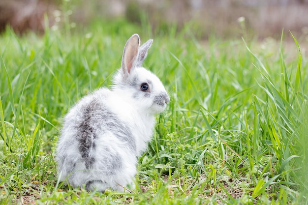 White fluffy rabbit on green grass