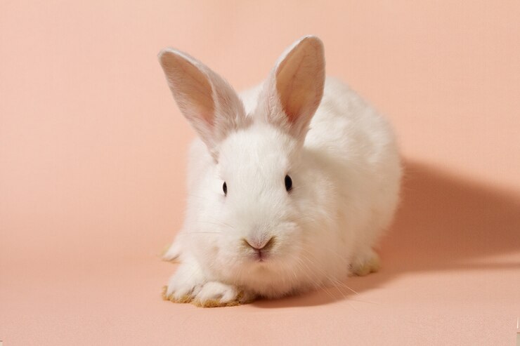 Photo ピンクのパステルカラーの壁に白いふわふわのウサギ。のバニー。