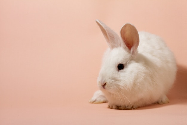 white fluffy rabbit on a pink pastel wall.  Bunny for .