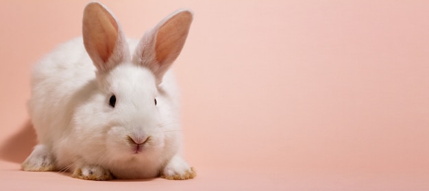 텍스트 비문 아래 장소 핑크 파스텔 벽에 하얀 솜 털 토끼. 토끼.