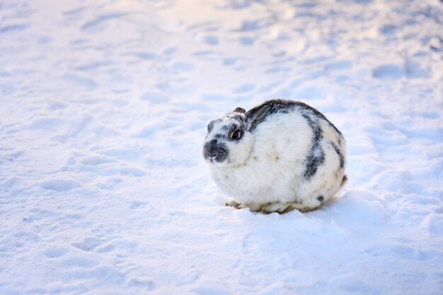 写真 雪の床の上に座っている白いふわふわウサギ