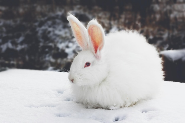 Photo a white fluffy rabbit in the snow in nature