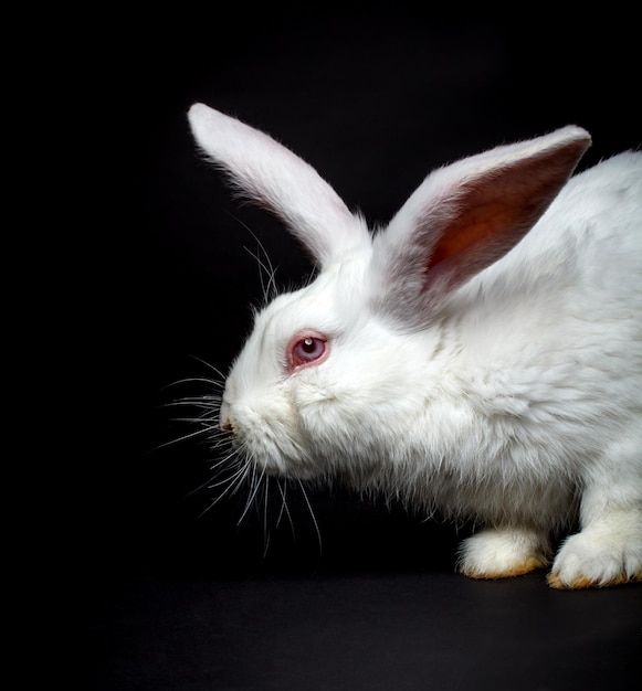 White fluffy rabbit