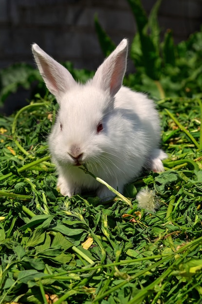 White fluffy rabbit