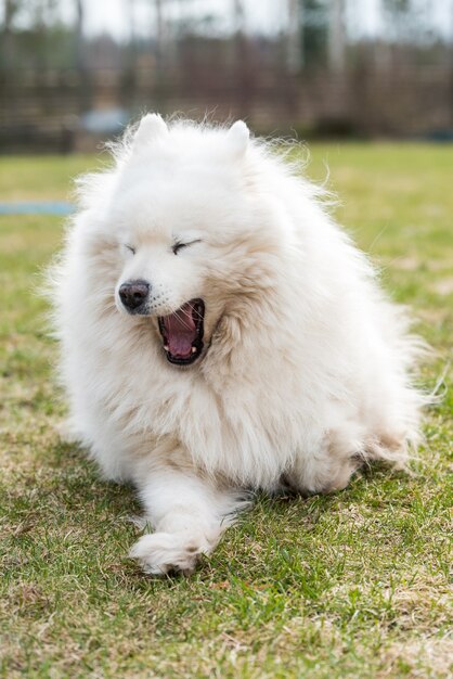 屋外であくびをしている白いふわふわサモエド犬