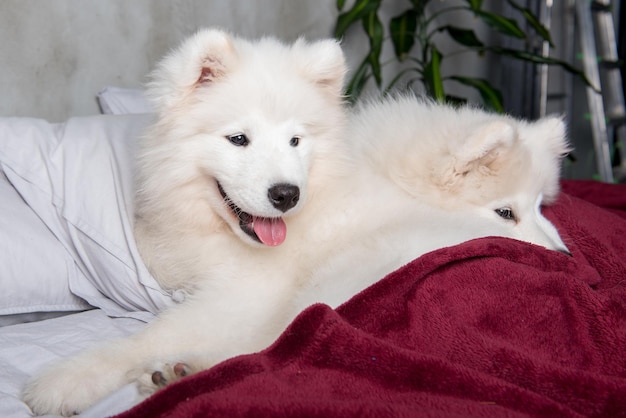 White fluffy samoyed dogs puppies are sleeping in the red bed on bedroom background