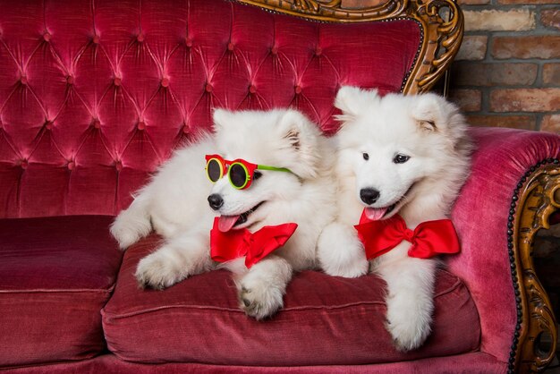 White fluffy Samoyed dogs with glasses and bows on the red luxury couch Dogs party