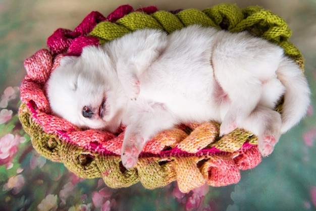 Foto bianco soffice cucciolo di cane samoiedo su sciarpa lavorata a maglia