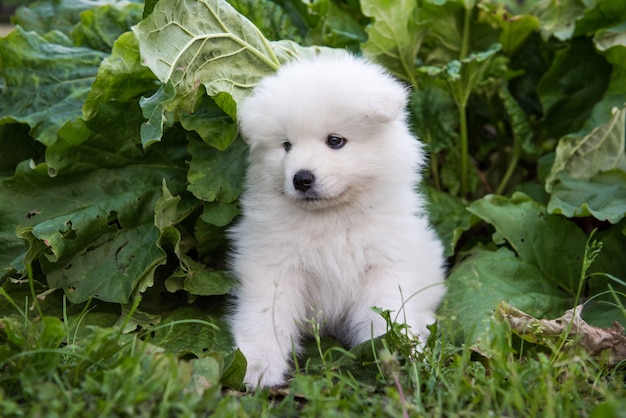 하얀 솜털 사모예드 강아지와 대황 식물. 정원에서 자라는 신선한 대황.