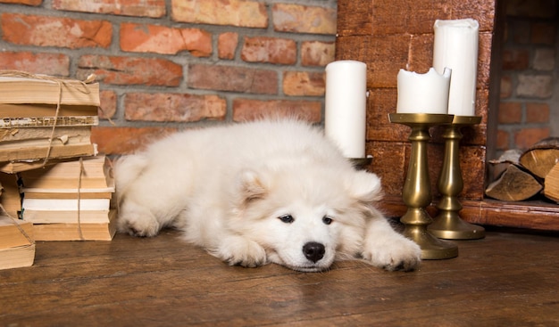 Белый пушистый самоедский щенок с книгой возле камина со свечами