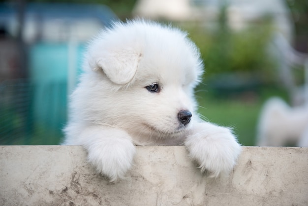 柵から覗く白いふわふわサモエド子犬