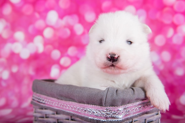 かごの中の白いふわふわの小さなサモエド子犬