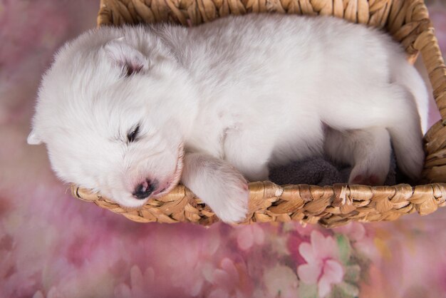 かごの中の白いふわふわの小さなサモエド子犬犬