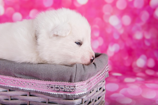 かごの中の白いふわふわの小さなサモエド子犬犬