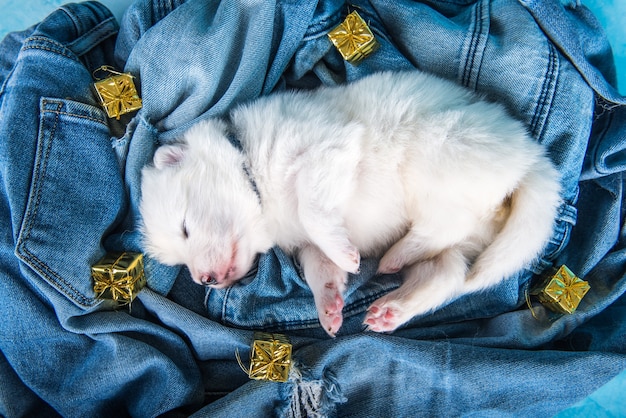 White fluffy small Samoyed puppy dog on blue jeans background