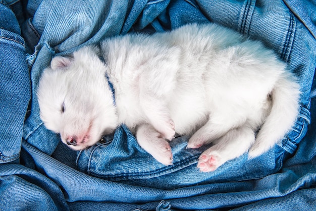 ブルージーンズの背景に白いふわふわの小さなサモエド子犬犬