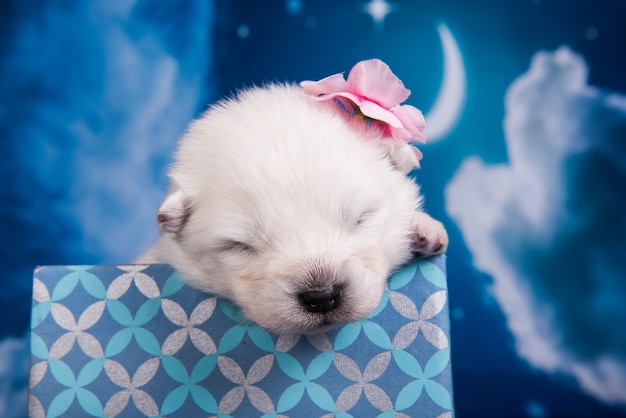 White fluffy small Samoyed puppy dog in a gift box in front of blue background