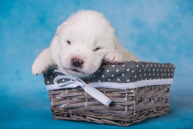 White fluffy small Samoyed puppy dog in a gift box