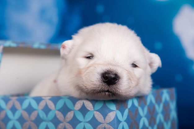 White fluffy small Samoyed puppy dog in a gift box