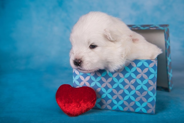 Белый пушистый маленький щенок самоеда в подарочной коробке