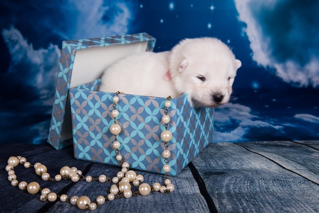 White fluffy small Samoyed puppy dog in a gift box