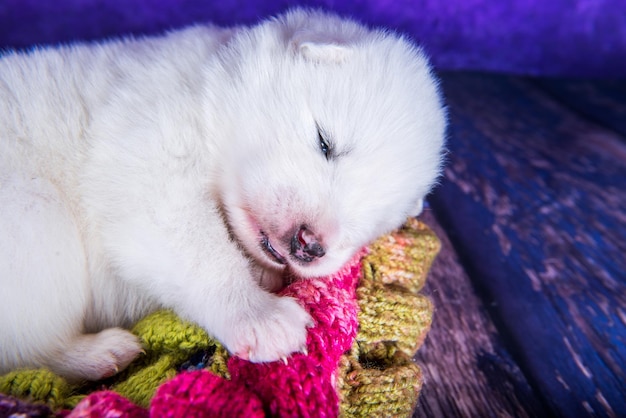 White fluffy small Samoyed puppy dog in a gift box