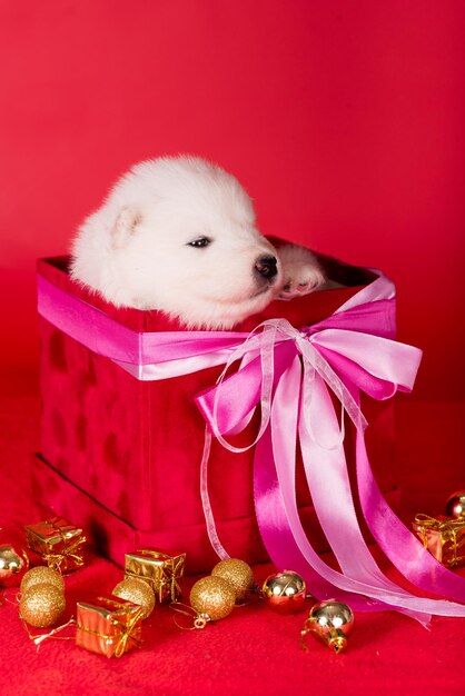 White fluffy small samoyed puppy dog in a gift red box