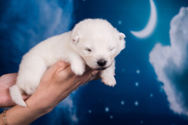 手に白いふわふわの小さなサモエド子犬犬